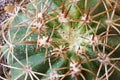 Scale Insects all over Cactus Royalty Free Stock Photo