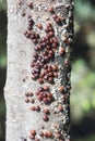 Scale insects Royalty Free Stock Photo