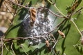 The scale insects of Coccus cacti, La palma, Canary Islands