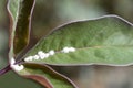 Scale insects on leaf Royalty Free Stock Photo