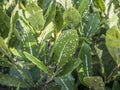 Scale insects sucking on laurel