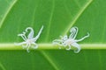 Scale insects under the leaf