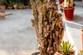 Scale and mealy bugs infected cactus plant. selective focus Royalty Free Stock Photo