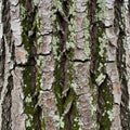 The scale texture and pattern are typical of mature trees found in Royalty Free Stock Photo