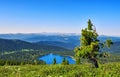 Scale view of mountain taiga Royalty Free Stock Photo