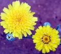 A Scalebud, a Dandelion Like Sunflower