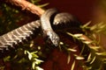 Scaled Black Boomslang Snake Wrapped Around a Tree Royalty Free Stock Photo