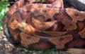Northern Copperhead Pit Viper Snake Coiled Up Royalty Free Stock Photo