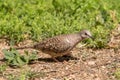 Scaled-pattern Inca dove (Columbina inca) looking aside with green grass in the background