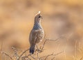 Scaled Quail Calling Out