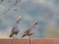 Scaled Quail Pair