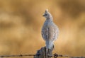 Scaled Quail Perched on Fencepost