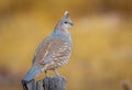 Scaled Quail Perched on Fencepost