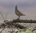 Scaled Quail