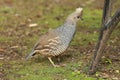 Scaled quail