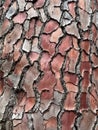 Scaled tree bark, woody texture