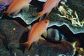 Scalefin Anthias, Pseudanthias squamipinnis female Royalty Free Stock Photo