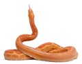 Scaleless Corn Snake, Pantherophis Guttatus Royalty Free Stock Photo