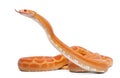 Scaleless Corn Snake, Pantherophis Guttatus