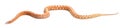 Scaleless Corn Snake, Pantherophis Guttatus