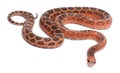 Scaleless Corn Snake, Pantherophis Guttatus Royalty Free Stock Photo