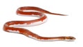 Scaleless Corn Snake, Pantherophis Guttatus Royalty Free Stock Photo