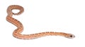 Scaleless Corn Snake, Pantherophis guttatus Royalty Free Stock Photo
