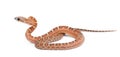 Scaleless Corn Snake, Pantherophis guttatus Royalty Free Stock Photo