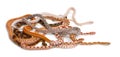 Scaleless Corn Snakes, Pantherophis Guttatus Royalty Free Stock Photo