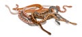 Scaleless Corn Snakes, Pantherophis Guttatus Royalty Free Stock Photo