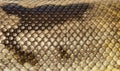 Scales close-up of Piebald python regius snake