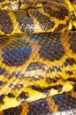 Scales detail of Yellow Anaconda