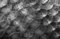 Scales fish texture background. Close-up. Natural blue and gold background Royalty Free Stock Photo