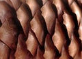 Scales of pinecone close up. Macro image