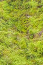 Scalesia Forest, Galapagos, Ecuador