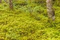 Scalesia Forest, Galapagos, Ecuador