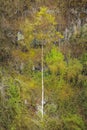 Scalesia Forest, Galapagos, Ecuador