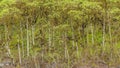 Scalesia Forest, Galapagos, Ecuador