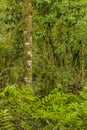 Scalesia Forest, Galapagos, Ecuador