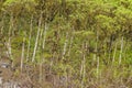 Scalesia Forest, Galapagos, Ecuador