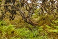 Scalesia Forest, Galapagos, Ecuador