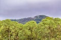 Scalesia Forest, Galapagos, Ecuador