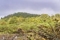 Scalesia Forest, Galapagos, Ecuador
