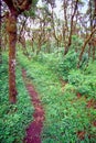 Scalesia Forest Santa Cruz Galapagos