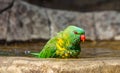 Scaley breasted lorikeet in the bird bath