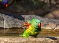 Scaley breasted lorikeet stretching in the bird bath