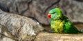 Scaley breasted lorikeet looking to its right