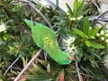 Scaley breasted lorikeet