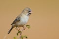 Scaley Headed Finch