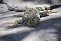 Scaley Iguana Lizard on a Resting on a Rock